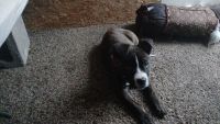 American Pit Bull Terrier Puppies for sale in Fort Worth, Texas. price: NA