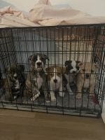 American Pit Bull Terrier Puppies for sale in Knoxville, Tennessee. price: NA