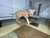 American Pit Bull Terrier Puppies for sale in Eatontown, NJ, USA. price: $700