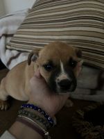 American Pit Bull Terrier Puppies for sale in Willowbrook, Illinois. price: $400