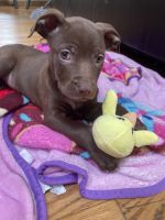 American Pit Bull Terrier Puppies for sale in Chicago, Illinois. price: $1,200
