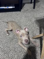 American Pit Bull Terrier Puppies for sale in Dallas, Texas. price: $600