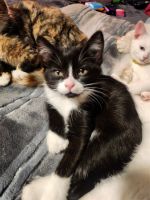 American Polydactyl Cats for sale in Bellingham, Washington. price: $300