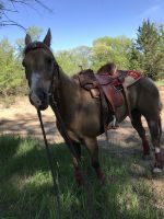 American Quarter Horse Horses for sale in Rockville, MN, USA. price: NA