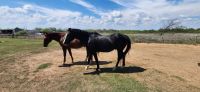 American Quarter Horse Horses for sale in 101 N Trailer End Cir, Millsap, TX 76066, USA. price: NA