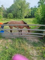 American Quarter Horse Horses for sale in Madison, MS 39110, USA. price: $3,000