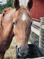 American Quarter Horse Horses for sale in Bloomfield Township, OH, USA. price: $3,500