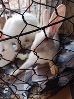 American Sable rabbit Rabbits for sale in 26, Gulam Jilani Khan Rd, East Topsia, Topsia, Kolkata, West Bengal 700046, India. price: 600 INR