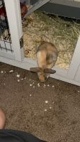 American Sable rabbit Rabbits for sale in Bartow, FL, USA. price: NA