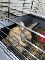 American Sable rabbit Rabbits for sale in Tucson, AZ 85711, USA. price: NA