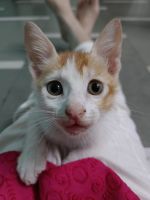 American Shorthair Cats for sale in Malad, Malad East, Mumbai, Maharashtra, India. price: NA