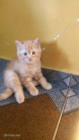 American Shorthair Cats for sale in Mumbai, Maharashtra, India. price: 4500 INR