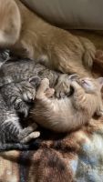 American Shorthair Cats for sale in Worth, IL 60482, USA. price: NA
