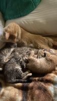 American Shorthair Cats Photos
