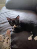 American Shorthair Cats for sale in Dania Beach, FL, USA. price: NA