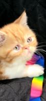 Exotic Shorthair Cats for sale in Ithaca, NY, USA. price: NA