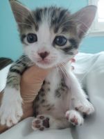 American Shorthair Cats for sale in Plumas Lake, CA 95961, USA. price: NA