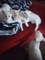 American Shorthair Cats for sale in Rockwall, TX, USA. price: NA
