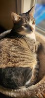 American Shorthair Cats Photos