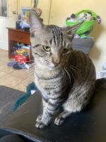 American Shorthair Cats for sale in Escondido, CA, USA. price: NA