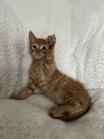 American Shorthair Cats for sale in Buena Park, CA, USA. price: $50