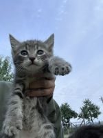 American Shorthair Cats for sale in Woodburn, OR 97071, USA. price: $20