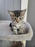 American Shorthair Cats for sale in Tacoma, WA, USA. price: $25