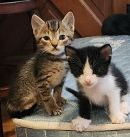 American Shorthair Cats for sale in Portland, OR, USA. price: $24