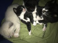 American Shorthair Cats for sale in 11076 Peach Ave, Hesperia, CA 92345, USA. price: $25