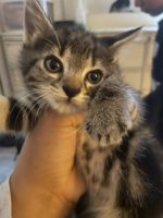 American Shorthair Cats for sale in Westminster, CA, USA. price: $150