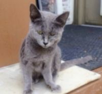 American Shorthair Cats for sale in Oroville, CA, USA. price: $20