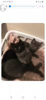 American Shorthair Cats for sale in Panama City, FL, USA. price: NA