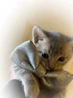 American Shorthair Cats for sale in San Bernardino, CA, USA. price: NA