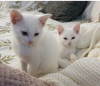American Shorthair Cats for sale in Azusa, CA, USA. price: $100