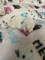 American Shorthair Cats for sale in Westminster, CA, USA. price: $250