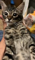 American Shorthair Cats for sale in Hope Mills, NC, USA. price: $25