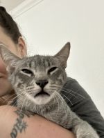 American Shorthair Cats for sale in Sunrise, FL, USA. price: NA