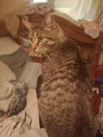 American Shorthair Cats for sale in Silverhill, AL 36576, USA. price: $20