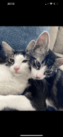American Shorthair Cats for sale in Surprise, Arizona. price: $75
