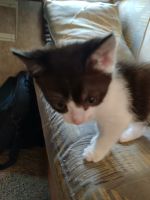 American Shorthair Cats for sale in Antioch, California. price: $5