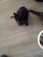 American Shorthair Cats for sale in East Brunswick, New Jersey. price: $50