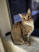 American Shorthair Cats for sale in Naples, Florida. price: NA