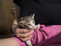 American Shorthair Cats for sale in Lancaster, CA, USA. price: $30