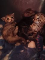 American Shorthair Cats for sale in Akron, Ohio. price: $60