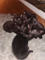 American Shorthair Cats for sale in Brooklyn, New York. price: $50