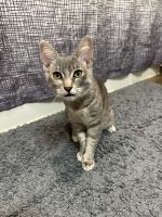 American Shorthair Cats for sale in Maricopa, Arizona. price: $100