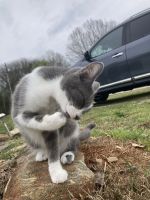 American Shorthair Cats for sale in Easley, South Carolina. price: $50