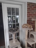 American Shorthair Cats for sale in Randallstown, MD, USA. price: $400