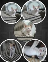 American Shorthair Cats for sale in Mumbai, Maharashtra, India. price: 3000 INR