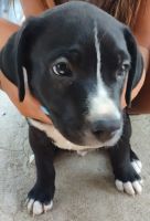 American Staffordshire Terrier Puppies for sale in Colorado Springs, CO 80916, USA. price: NA